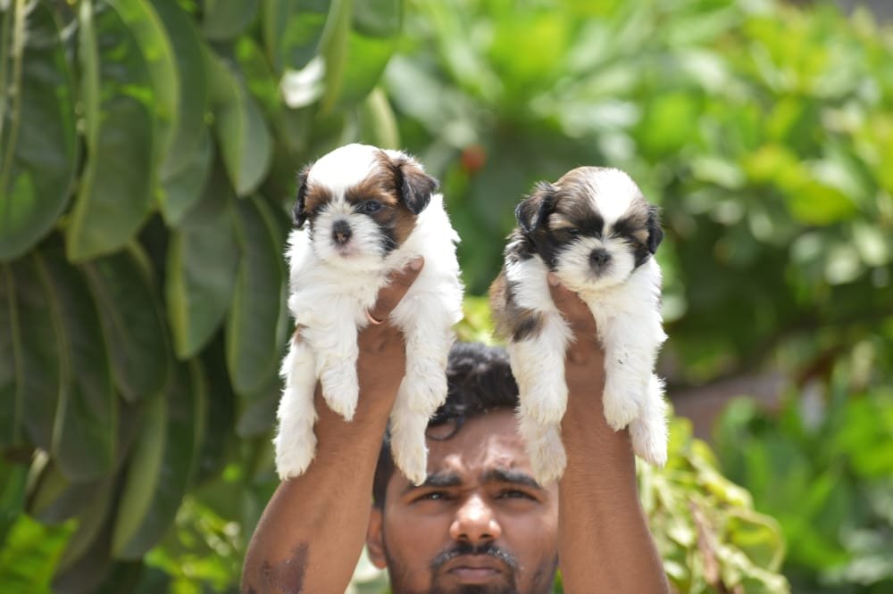 Shih Tzu puppies for sale online in Mumbai